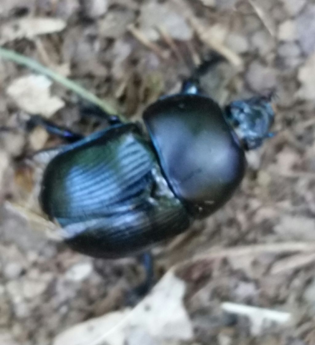 Geotrupes sp., Geotrupidae